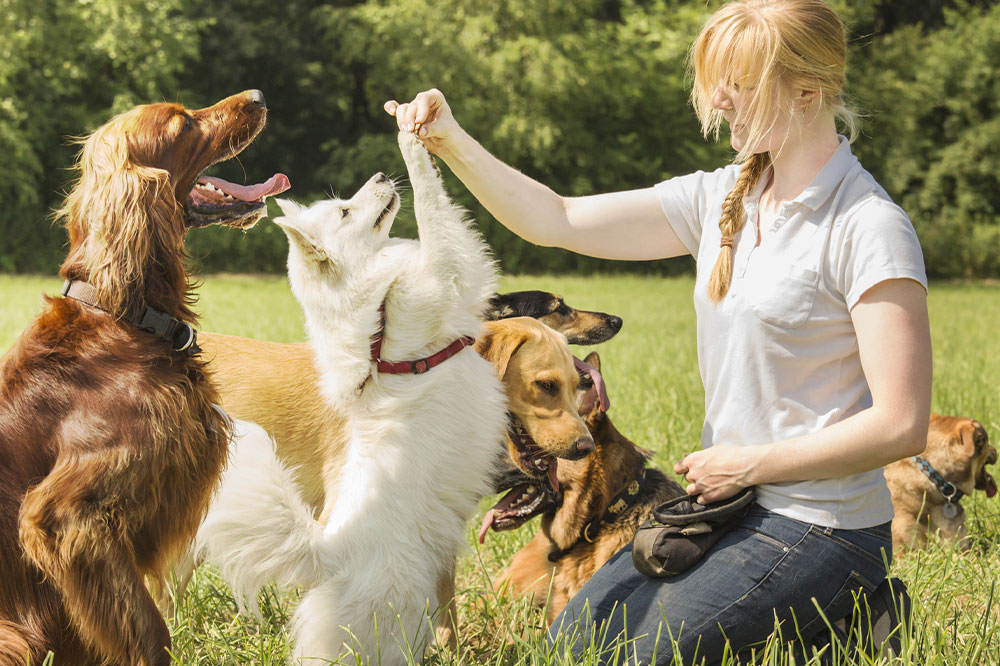 Here’s how house pets and domestic animals differ